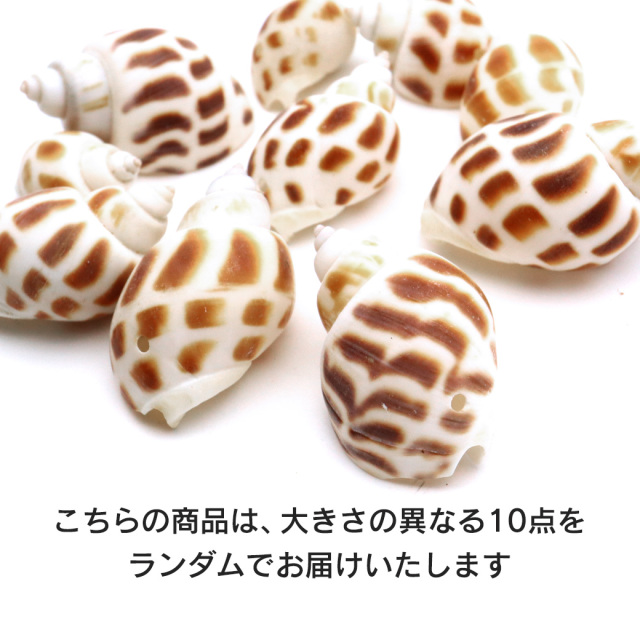 貝殻 パーツ レジン バイガイ 100g 2-4cm前後 約40個 穴あり 巻貝 シェル 材料 おうち時間 制作 ハンドメイド 工作