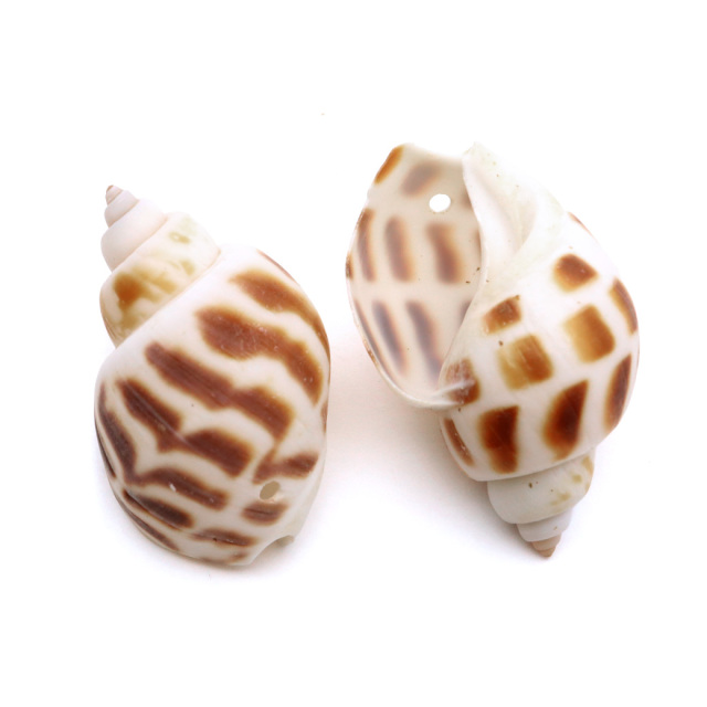 貝殻 パーツ レジン バイガイ 100g 2-4cm前後 約40個 穴あり 巻貝 シェル 材料 おうち時間 制作 ハンドメイド 工作