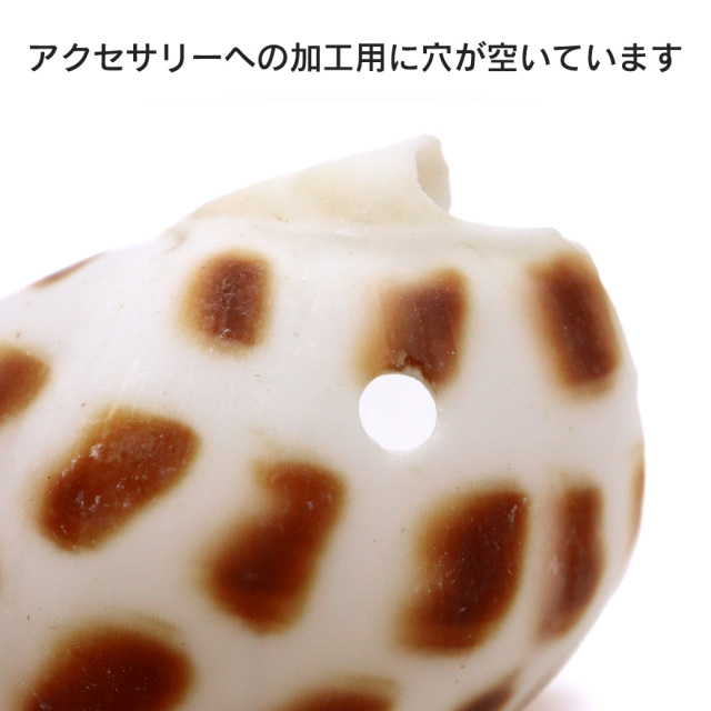 貝殻 パーツ レジン バイガイ 100g 2-4cm前後 約40個 穴あり 巻貝 シェル 材料 おうち時間 制作 ハンドメイド 工作