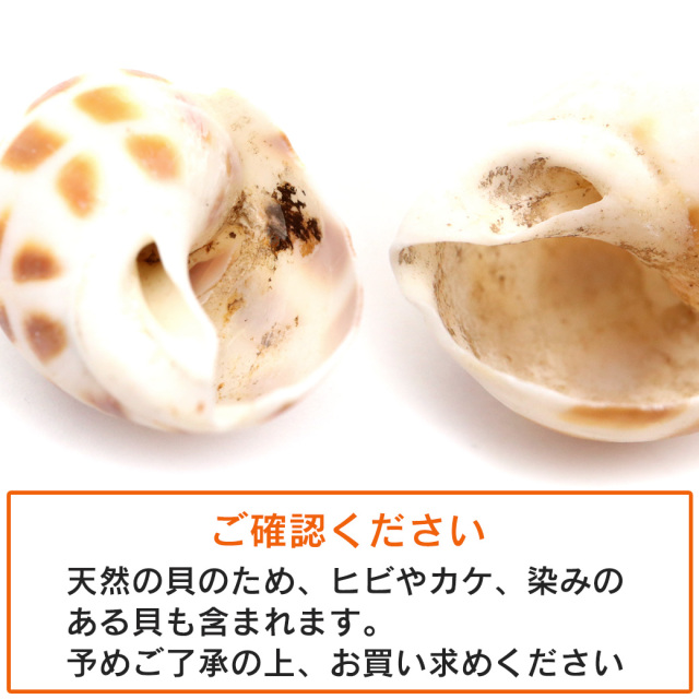 貝殻 パーツ レジン バイガイ 100g 2-4cm前後 約40個 穴あり 巻貝 シェル 材料 おうち時間 制作 ハンドメイド 工作