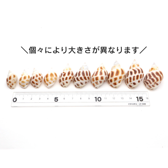 貝殻 パーツ レジン バイガイ 100g 2-4cm前後 約40個 穴あり 巻貝 シェル 材料 おうち時間 制作 ハンドメイド 工作