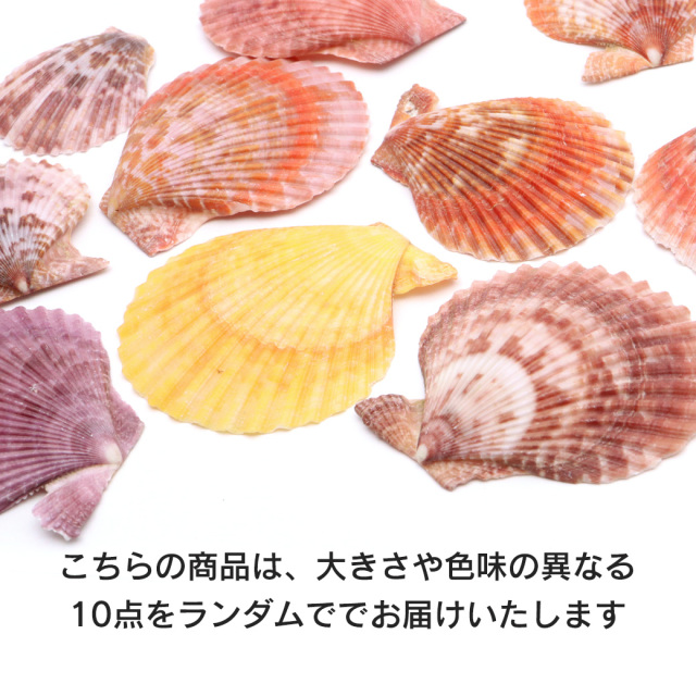 貝殻 パーツ レジン ヒオウギ貝 10枚 サイズMIX カラーランダム 4-6cm