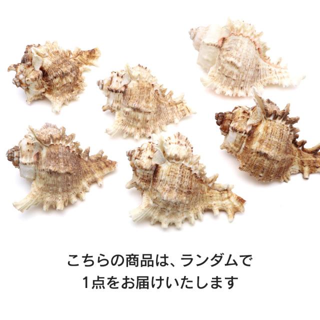 貝殻 テングガイ 1個 Mサイズ 6-9cm前後 オブジェ インテリア ディスプレイ 置き物 パーツ 巻貝 シェル 材料 工作 撮影道具