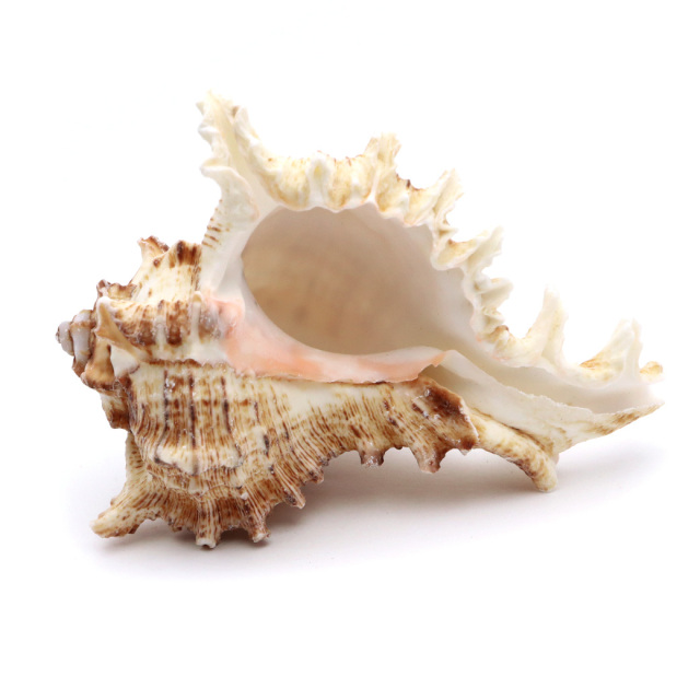 貝殻 テングガイ 1個 Mサイズ 6-9cm前後 オブジェ インテリア ディスプレイ 置き物 パーツ 巻貝 シェル 材料 工作 撮影道具