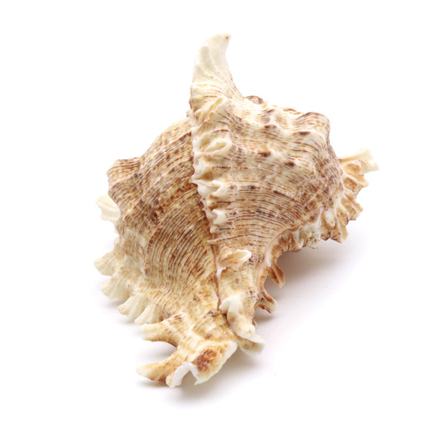 貝殻 テングガイ 1個 Mサイズ 6-9cm前後 オブジェ インテリア ディスプレイ 置き物 パーツ 巻貝 シェル 材料 工作 撮影道具