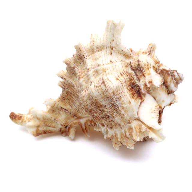 貝殻 テングガイ 1個 Mサイズ 6-9cm前後 オブジェ インテリア ディスプレイ 置き物 パーツ 巻貝 シェル 材料 工作 撮影道具