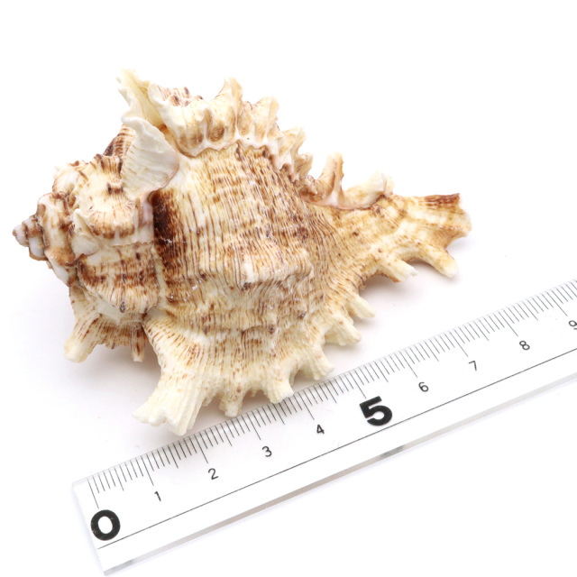 貝殻 テングガイ 1個 Mサイズ 6-9cm前後 オブジェ インテリア ディスプレイ 置き物 パーツ 巻貝 シェル 材料 工作 撮影道具