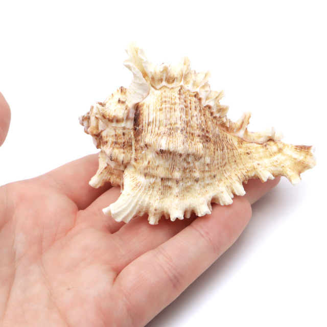 貝殻 テングガイ 1個 Mサイズ 6-9cm前後 オブジェ インテリア ディスプレイ 置き物 パーツ 巻貝 シェル 材料 工作 撮影道具