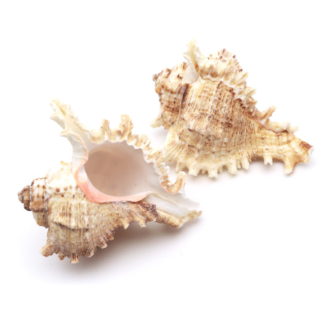 貝殻 テングガイ 1個 Mサイズ 6-9cm前後 オブジェ インテリア ディスプレイ 置き物 パーツ 巻貝 シェル 材料 工作 撮影道具