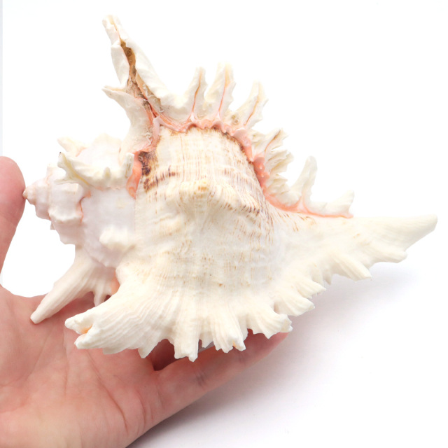 貝殻 テングガイ 1個 LLサイズ 17-19cm前後 オブジェ インテリア ディスプレイ 置き物 パーツ 巻貝 シェル 材料 工作 撮影道具