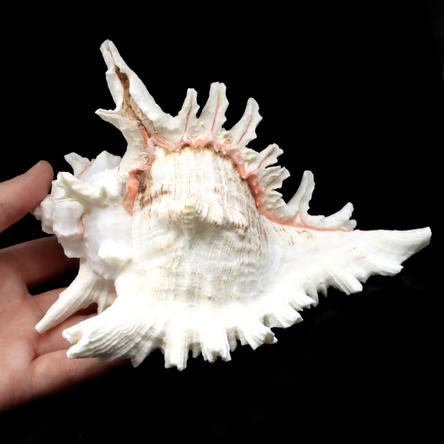 貝殻 テングガイ 1個 LLサイズ 17-19cm前後 オブジェ インテリア