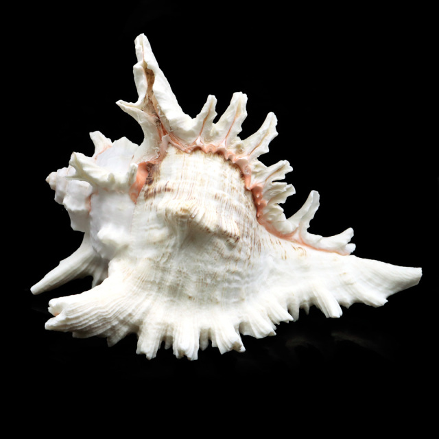 貝殻 テングガイ 1個 LLサイズ 17-19cm前後 オブジェ インテリア