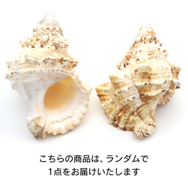 貝殻 ほら貝 1個 LLサイズ 19-23cm前後 オブジェ インテリア ディスプレイ 置き物 パーツ 法螺貝 巻貝 シェル 材料 工作 撮影道具