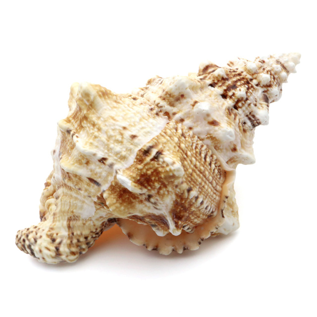 貝殻 ほら貝 1個 LLサイズ 19-23cm前後 オブジェ インテリア ディスプレイ 置き物 パーツ 法螺貝 巻貝 シェル 材料 工作 撮影道具