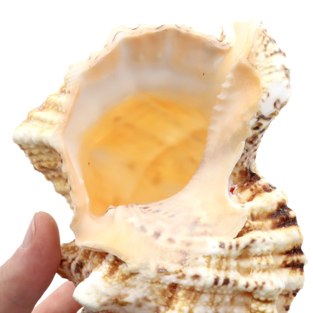 貝殻 ほら貝 1個 LLサイズ 19-23cm前後 オブジェ インテリア ディスプレイ 置き物 パーツ 法螺貝 巻貝 シェル 材料 工作 撮影道具