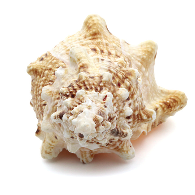 貝殻 ほら貝 1個 LLサイズ 19-23cm前後 オブジェ インテリア ディスプレイ 置き物 パーツ 法螺貝 巻貝 シェル 材料 工作 撮影道具