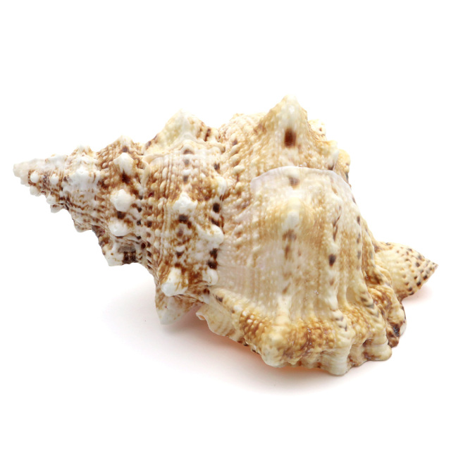 貝殻 ほら貝 1個 LLサイズ 19-23cm前後 オブジェ インテリア ディスプレイ 置き物 パーツ 法螺貝 巻貝 シェル 材料 工作 撮影道具