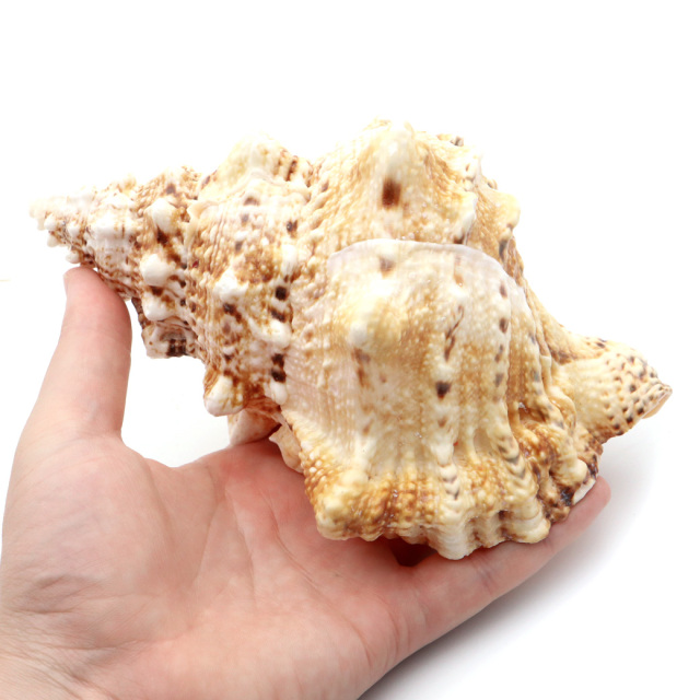 貝殻 ほら貝 1個 LLサイズ 19-23cm前後 オブジェ インテリア ディスプレイ 置き物 パーツ 法螺貝 巻貝 シェル 材料 工作 撮影道具