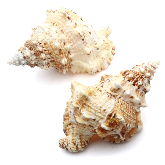 貝殻 ほら貝 1個 LLサイズ 19-23cm前後 オブジェ インテリア ディスプレイ 置き物 パーツ 法螺貝 巻貝 シェル 材料 工作 撮影道具