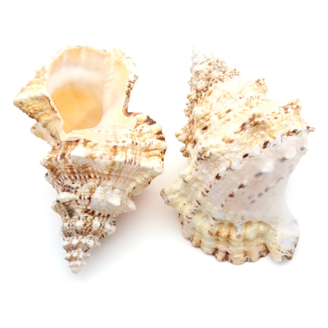 貝殻 ほら貝 1個 LLサイズ 19-23cm前後 オブジェ インテリア ディスプレイ 置き物 パーツ 法螺貝 巻貝 シェル 材料 工作 撮影道具