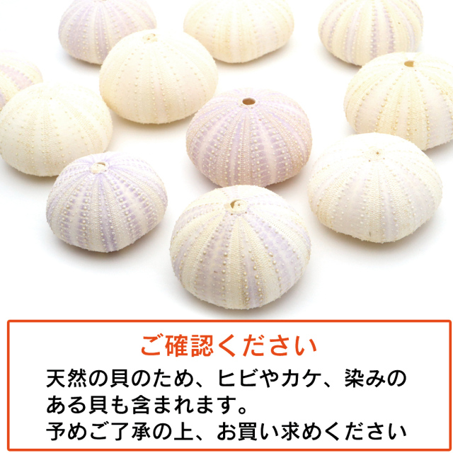 ウニ 殻 パーツ 貝殻 1個 シラヒゲウニ バイオレットウーチン 4-5cm前後 ランダム発送 夏休み 自由研究 材料 おうち時間 制作