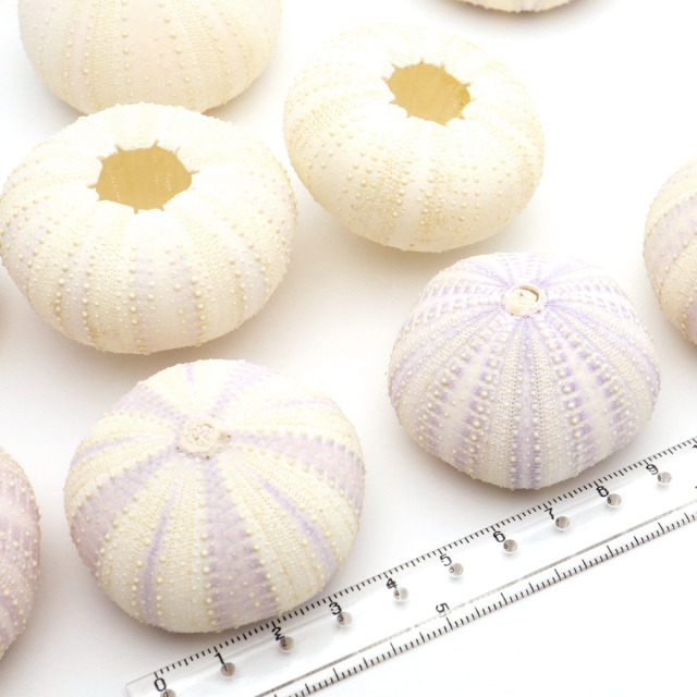 ウニ 殻 パーツ 貝殻 1個 シラヒゲウニ バイオレットウーチン 4-5cm前後 ランダム発送 夏休み 自由研究 材料 おうち時間 制作