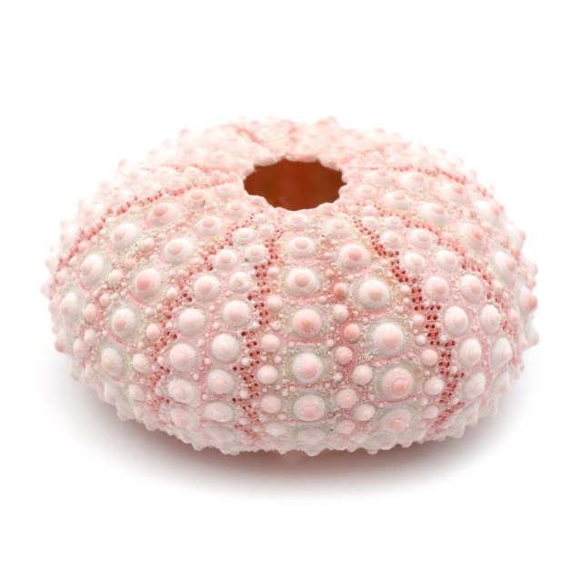 ウニ 殻 パーツ 貝殻 1個 ツマジロナガウニ ウーチン 2-3cm前後