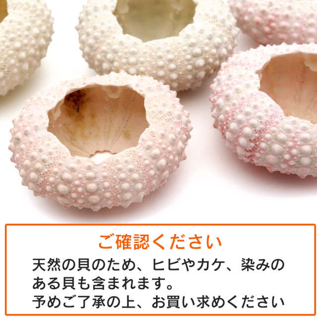 ウニ 殻 パーツ 貝殻 1個 ツマジロナガウニ ウーチン 2-3cm前後