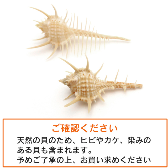 貝殻 パーツ ホネガイ 1個 2-4cm前後 欠けあり ランダム発送 巻貝 夏休み 自由研究 材料 おうち時間 制作 ハンドメイド 工作