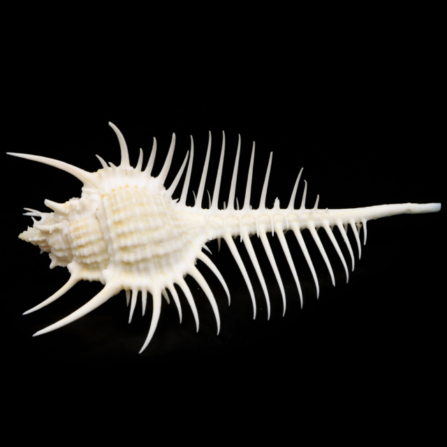 貝殻 パーツ ホネガイ 1個 5-7cm前後 欠けあり ランダム発送 巻貝 夏休み 自由研究 材料 おうち時間 制作 ハンドメイド 工作