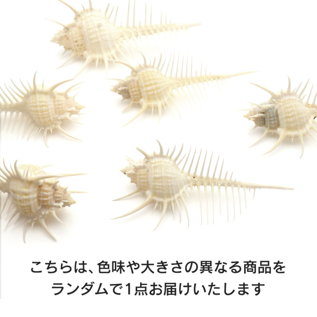 貝殻 パーツ ホネガイ 1個 5-7cm前後 欠けあり ランダム発送 巻貝 夏休み 自由研究 材料 おうち時間 制作 ハンドメイド 工作