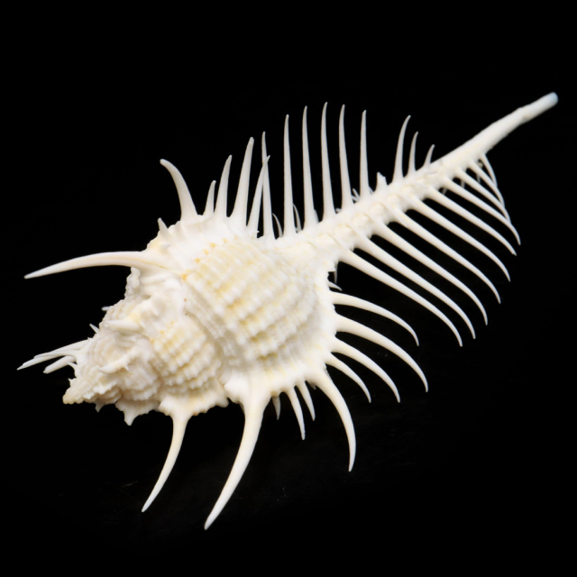貝殻 パーツ ホネガイ 1個 5-7cm前後 欠けあり ランダム発送 巻貝 夏休み 自由研究 材料 おうち時間 制作 ハンドメイド 工作
