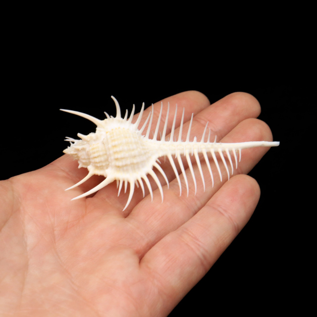 貝殻 パーツ ホネガイ 1個 5-7cm前後 欠けあり ランダム発送 巻貝
