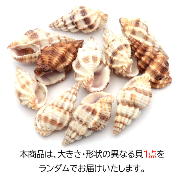 貝殻 パーツ レジン トクサバイ （エゾバイ科） 3個 穴あり シェル 材料 天然 貝 素材 巻貝