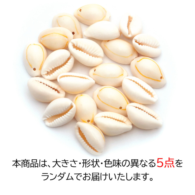 貝殻 パーツ レジン ハナビラダカラ 5個 Mサイズ 穴あり シェル 材料 天然 貝 素材 花弁宝