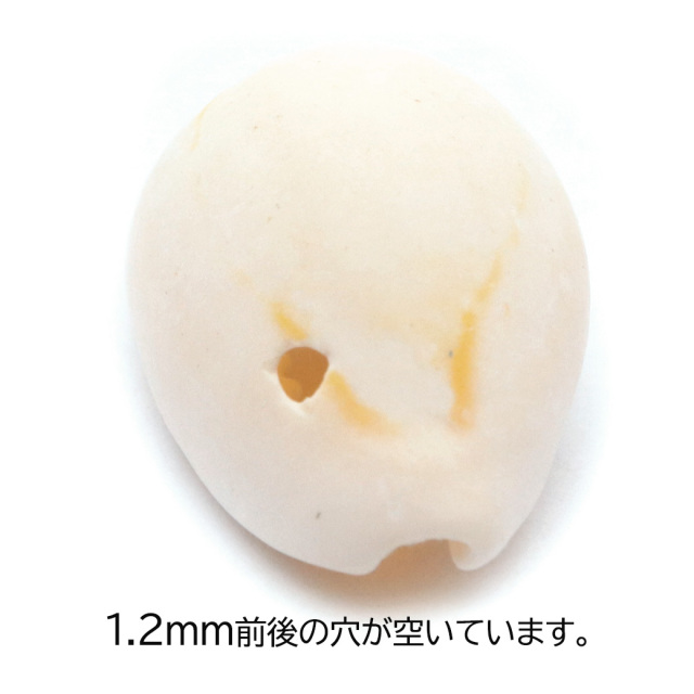 貝殻 パーツ レジン ハナビラダカラ 5個 Mサイズ 穴あり シェル 材料 天然 貝 素材 花弁宝