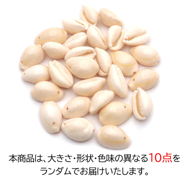 貝殻 パーツ レジン ハナビラダカラ （タカラガイ科） 10個 Sサイズ 穴あり シェル 材料 天然 貝 素材 花弁宝
