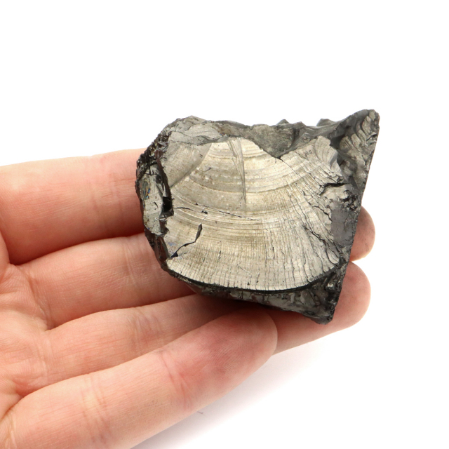 エリートシュンガイト 原石 ロシア カレリア共和国シュンガ 天然石 1点物 パワーストーン Shungite シュンガ石