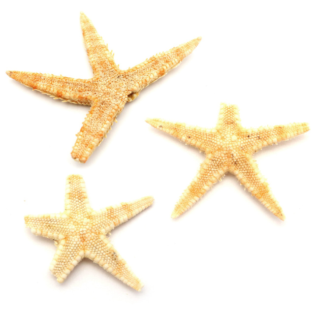 訳あり ヒトデ オーナメント パーツ レジン 小さいヒトデ 10個 1.5-2.5cm前後 シェル 材料