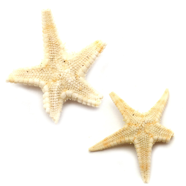 訳あり ヒトデ オーナメント パーツ レジン 小さいヒトデ 10個 1.5-2.5cm前後 シェル 材料