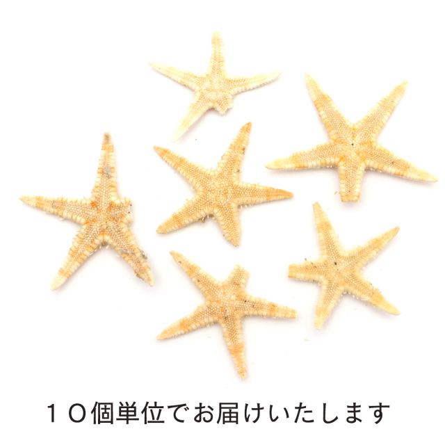 訳あり ヒトデ オーナメント パーツ レジン 小さいヒトデ 10個 1.5-2.5cm前後 シェル 材料