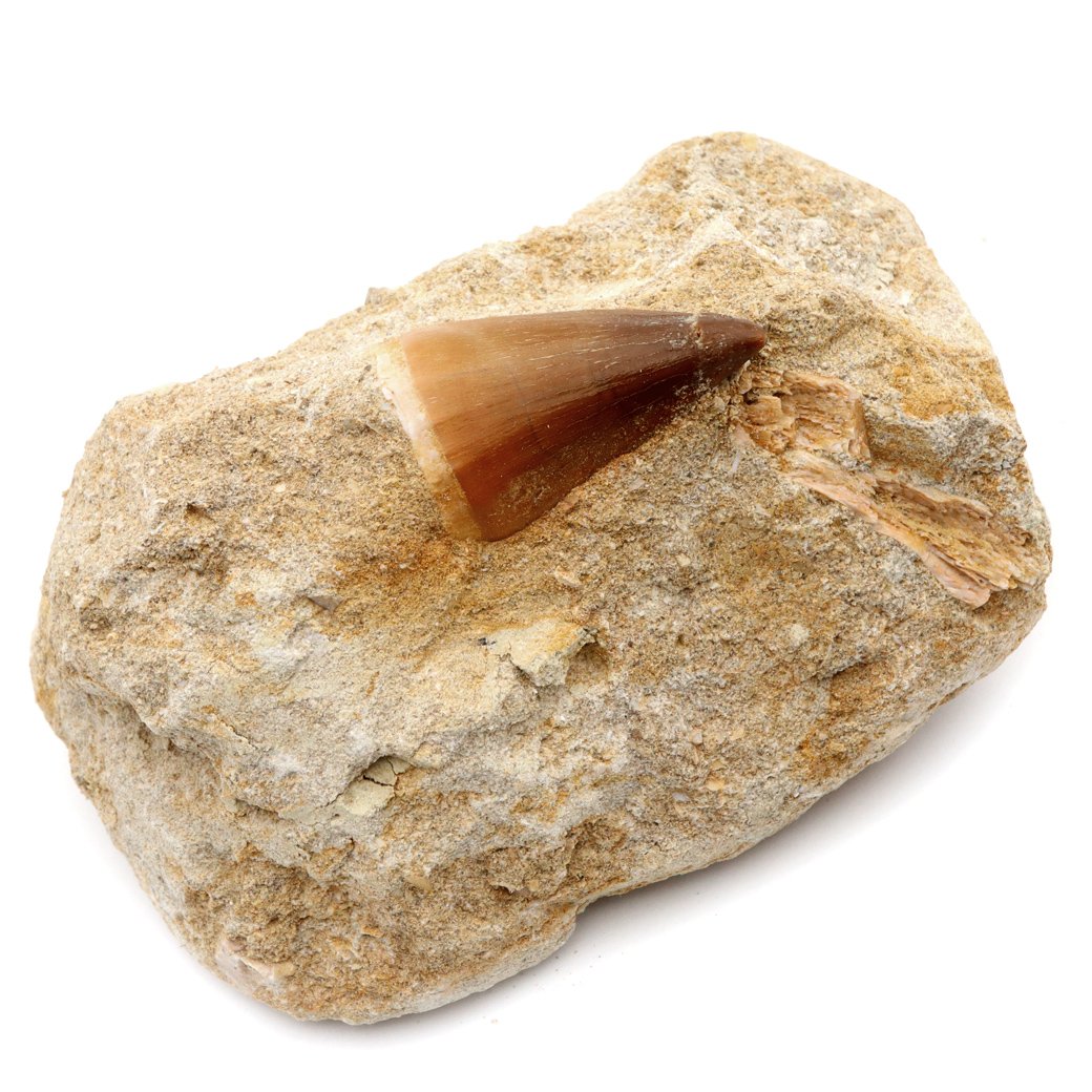 モササウルス 化石 牙 歯 骨 本物 モロッコ産 母岩付き 1点もの 標本 海棲爬虫類 後期白亜紀 約7,000万年前 恐竜 風水 グッズ 占い