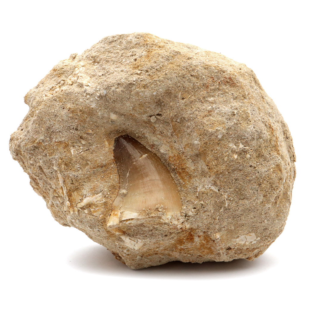 モササウルス 化石 牙 歯 骨 本物 モロッコ産 母岩付き 1点もの 標本 海棲爬虫類 後期白亜紀 約7,000万年前 恐竜 風水 グッズ 占い