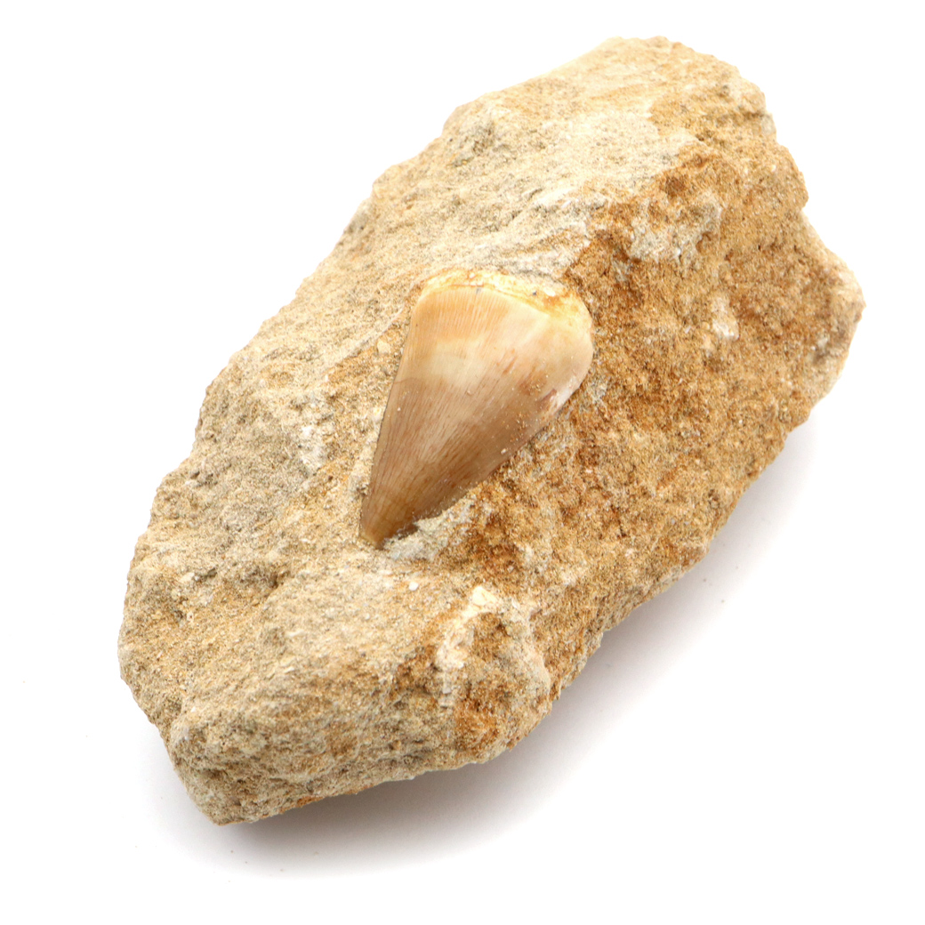 モササウルス 化石 牙 歯 骨 本物 モロッコ産 母岩付き 1点もの 標本 海棲爬虫類 後期白亜紀 約7,000万年前 恐竜 風水 グッズ 占い