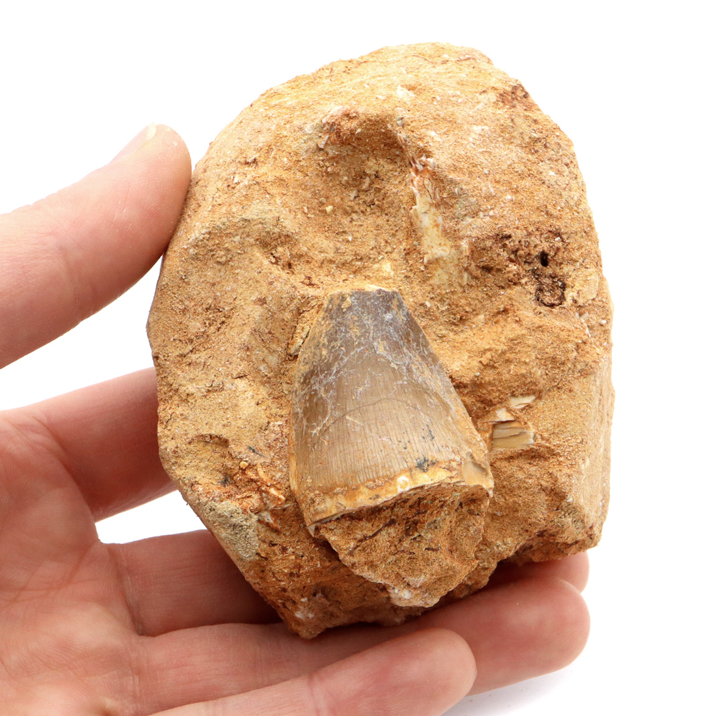 モササウルス 化石 牙 歯 骨 本物 モロッコ産 母岩付き 1点もの 標本 海棲爬虫類 後期白亜紀 約7,000万年前 恐竜 風水 グッズ 占い