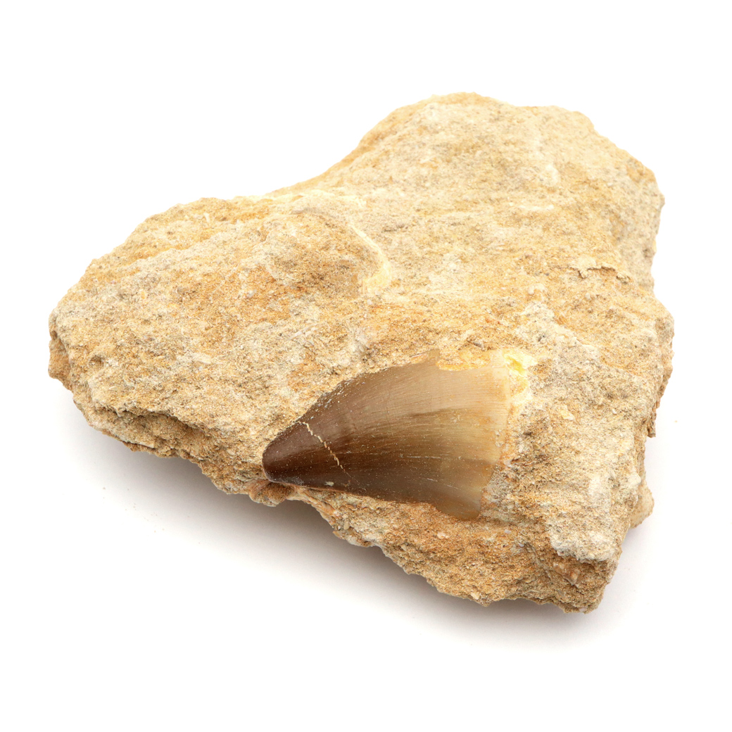 モササウルス 化石 牙 歯 骨 本物 モロッコ産 母岩付き 1点もの 標本 海棲爬虫類 後期白亜紀 約7,000万年前 恐竜 風水 グッズ 占い