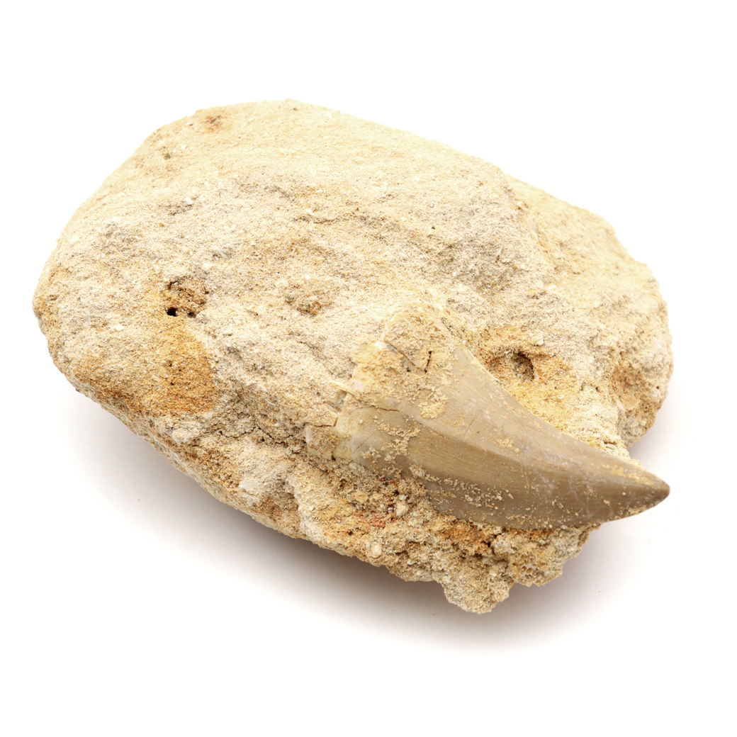 モササウルス 化石 牙 歯 骨 本物 モロッコ産 母岩付き 1点もの 標本 海棲爬虫類 後期白亜紀 約7,000万年前 恐竜 風水 グッズ 占い