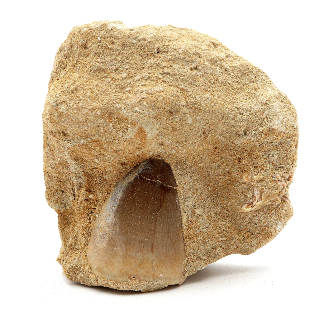 モササウルス 化石 牙 歯 骨 本物 モロッコ産 母岩付き 1点もの 標本 海棲爬虫類 後期白亜紀 約7,000万年前 恐竜 風水 グッズ 占い