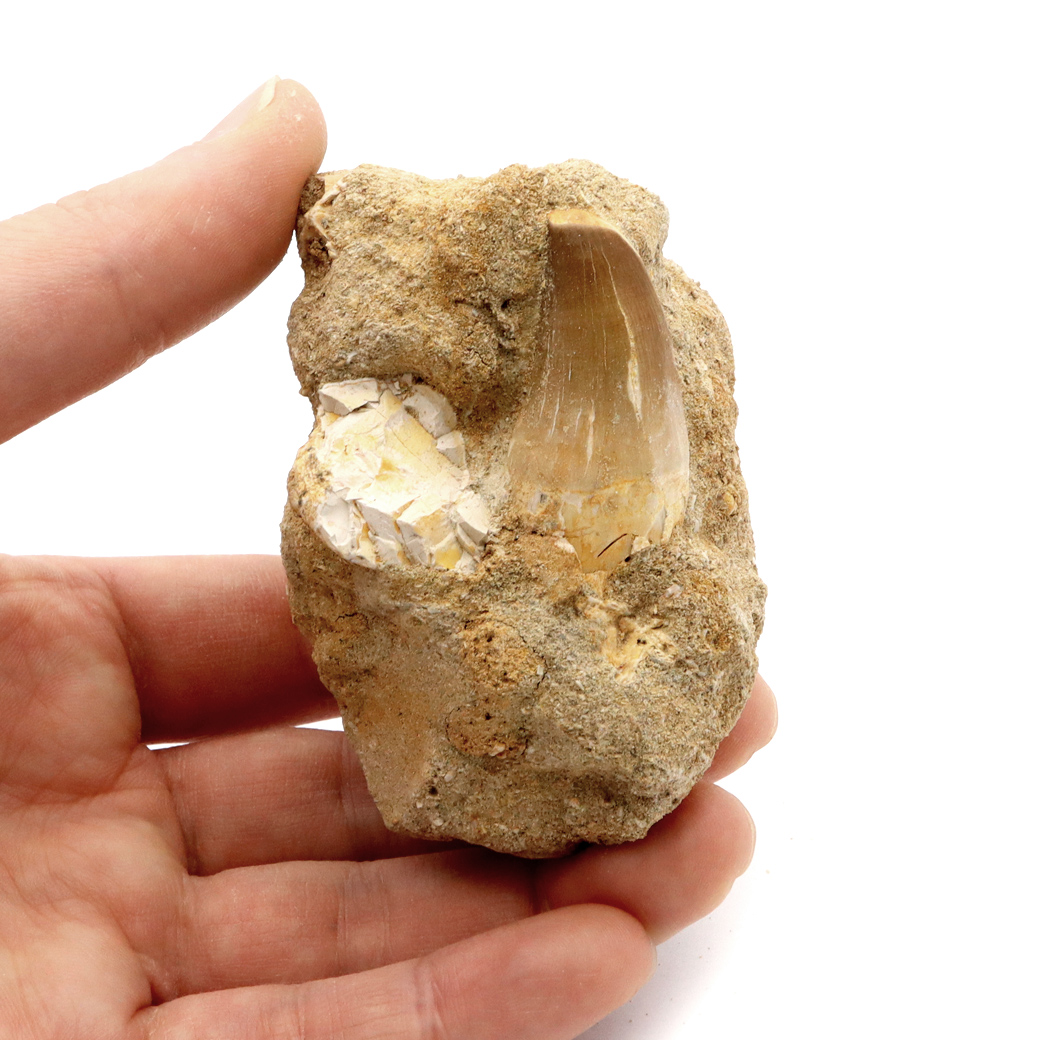 モササウルス 化石 牙 歯 骨 本物 モロッコ産 母岩付き 1点もの 標本 海棲爬虫類 後期白亜紀 約7,000万年前 恐竜 風水 グッズ 占い