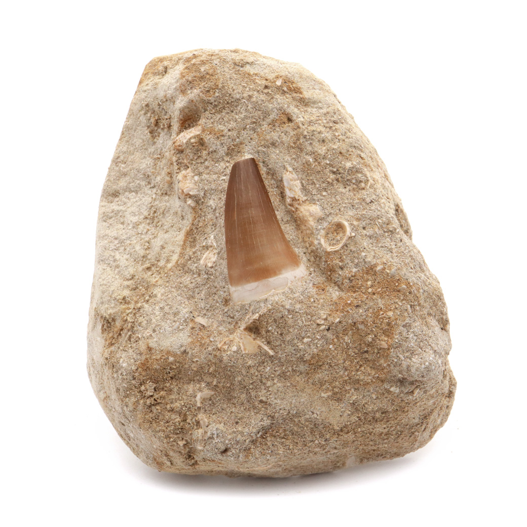 モササウルス 化石 牙 歯 骨 本物 モロッコ産 母岩付き 1点もの 標本 海棲爬虫類 後期白亜紀 約7,000万年前 恐竜 風水 グッズ 占い